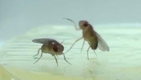 Two fruit flies fighting