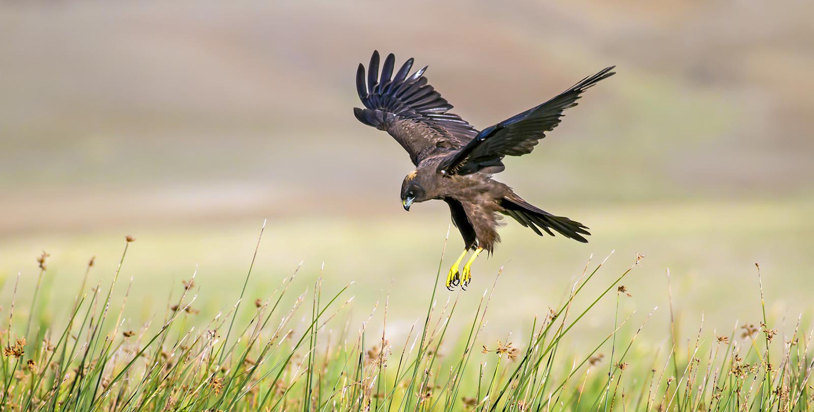 A hawk dives to catch prey