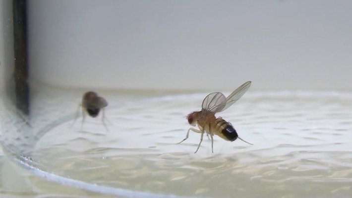 A fruit fly raising its wings in a threat display.