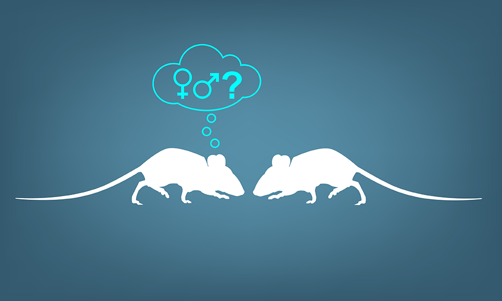 An illustration of two mice