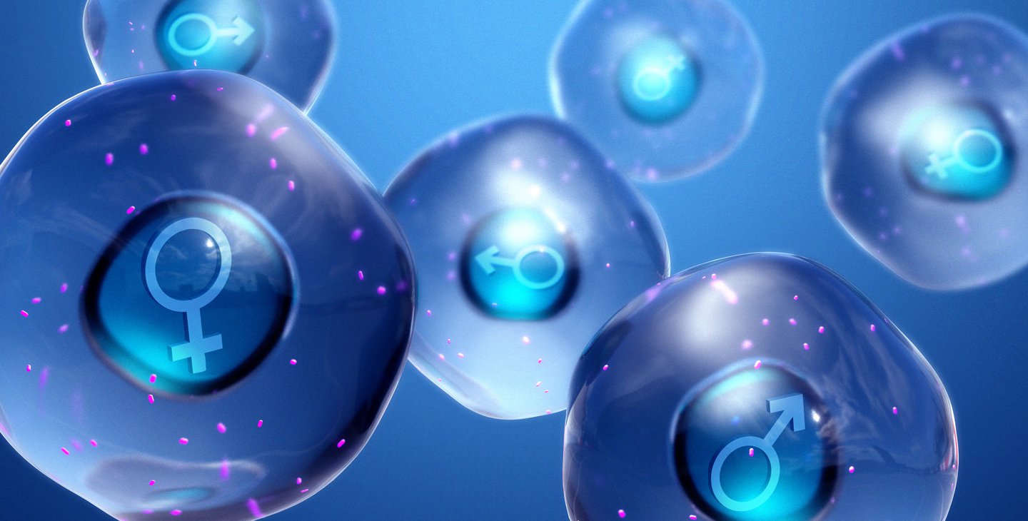 Conceptual image of male and female cells
