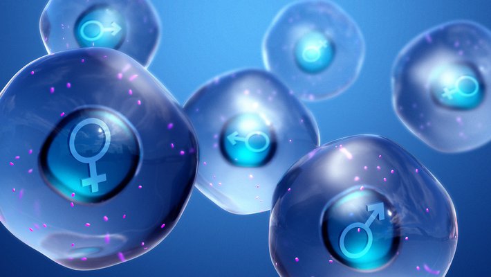 Conceptual image of male and female cells