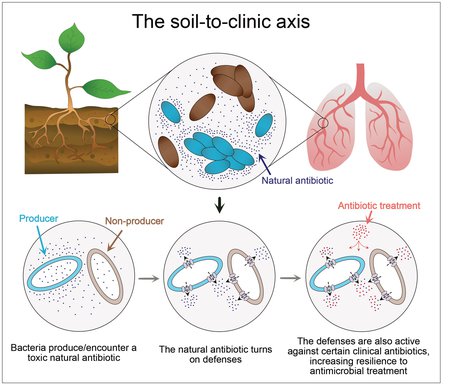 graphic of the soil-to-clinic axis
