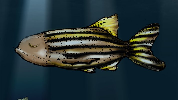 illustration of a sleeping fish