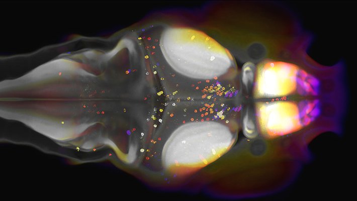 An image of a zebrafish brain with NPY-expressing neurons labeled