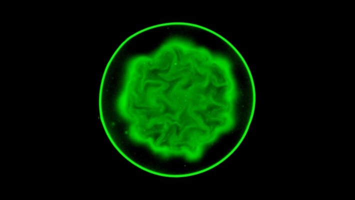 a fluorescent green core of bacteria featuring brain-like folds surrounded by blackness within a thin fluorescent green circular outline