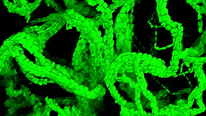 Glowing green serpentine "cables" made up of proliferating bacterial cells.