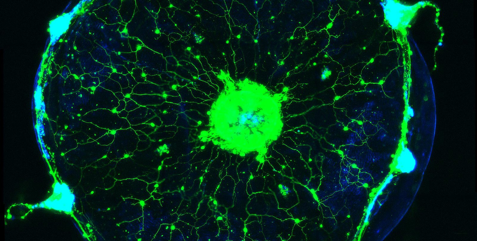 A glowing green circle speckled with green dots.