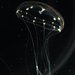 A thin, barely visible jellyfish with tentacles dangling down