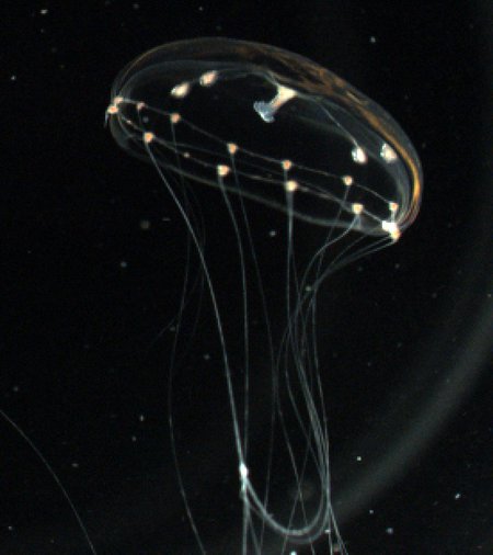 A thin, barely visible jellyfish with tentacles dangling down