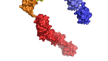 Deshaies ubiquitin chain release