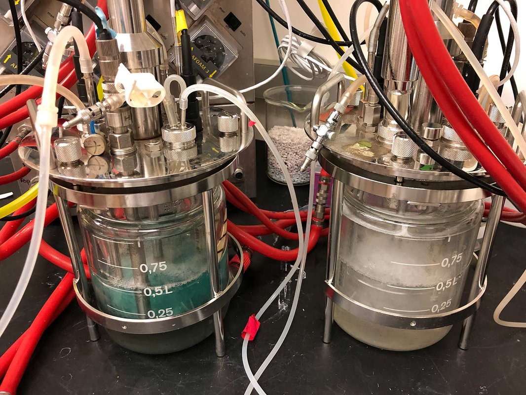 Two chemostats side by side in the lab, the left one contains blue liquid and the right one contains clear liquid.