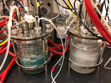 Two chemostats side by side in the lab, the left one contains blue liquid and the right one contains clear liquid.