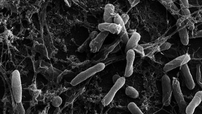 Black and white microscope image of pill-shaped bacteria