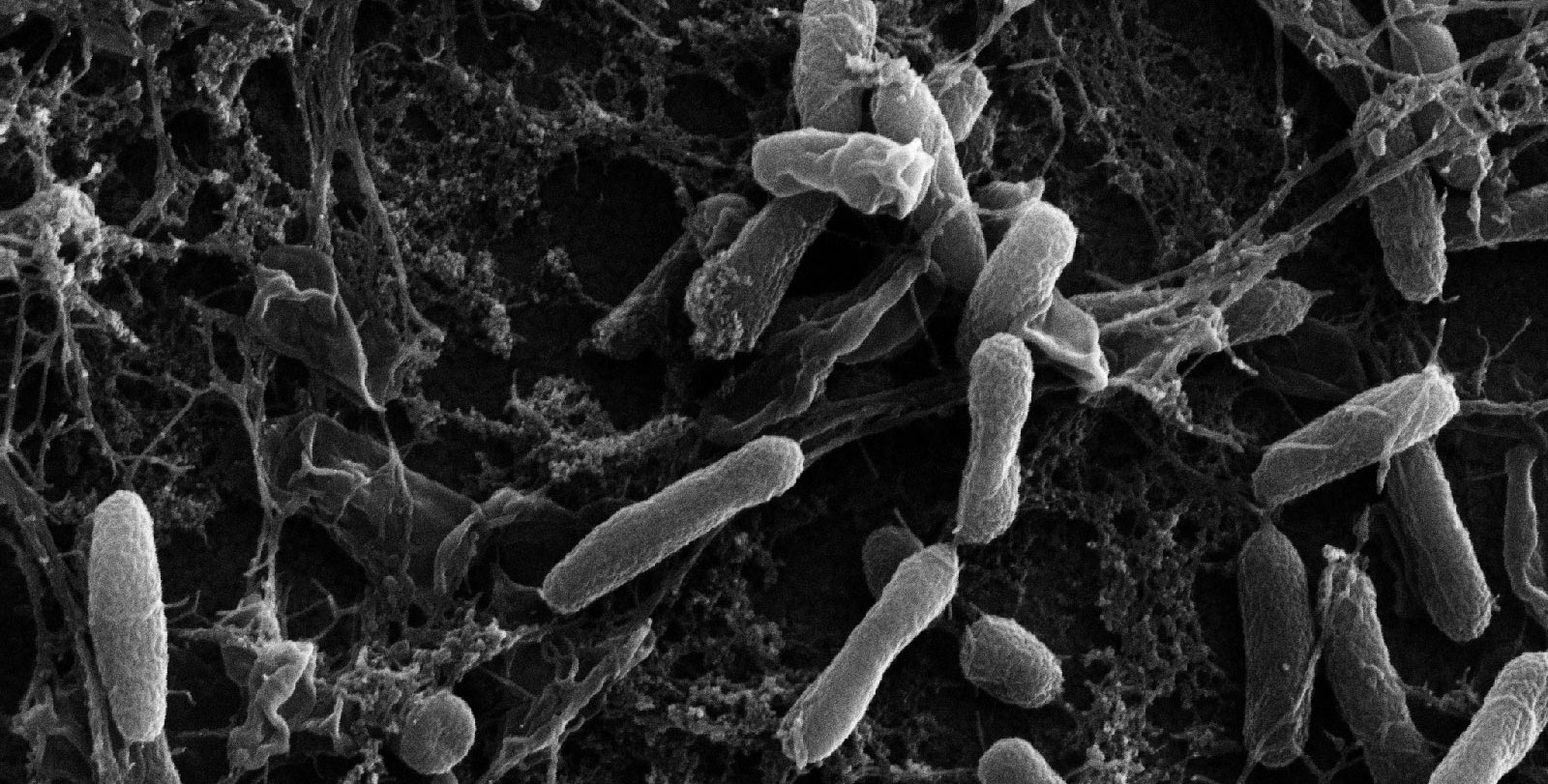 Black and white microscope image of pill-shaped bacteria