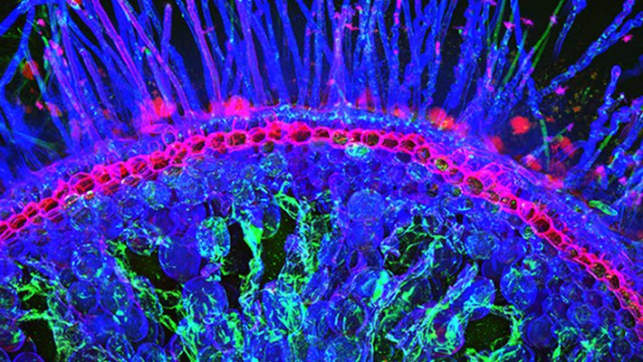 A fluorescent image of the tips of maize roots with bacteria stained in pink at their tips and bases.
