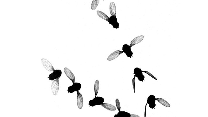 Multiple flies in a row forming a sharp boomerang shape.
