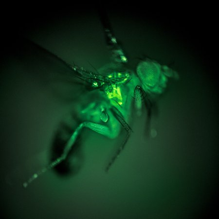 Close-up image of a glowing green fruit fly