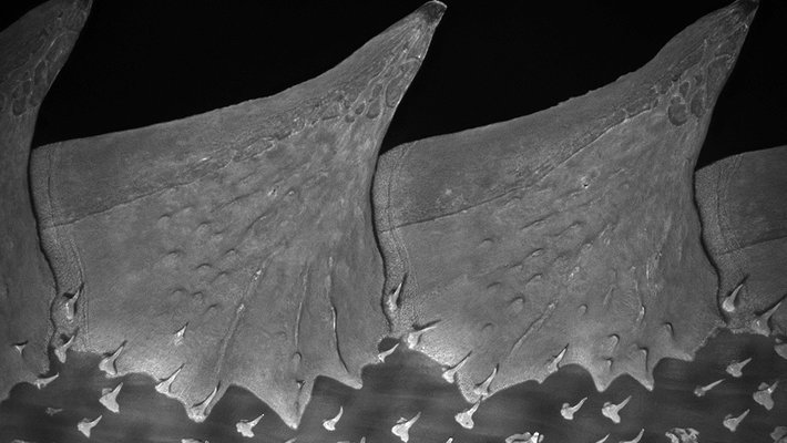 Black and white close up of triangle shaped fish scales