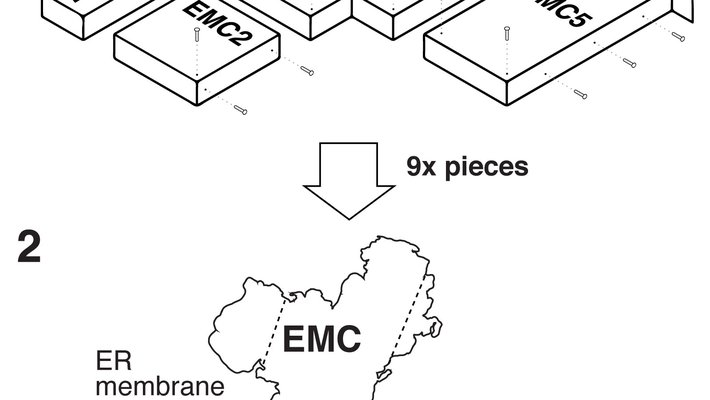 An IKEA-like diagram of nine protein subunits coming together to make up the EMC