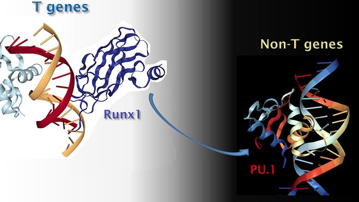 a cartoon of DNA-binding proteins and genes
