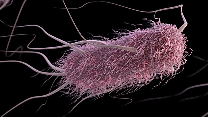 An artist's depiction of a bacterial cell