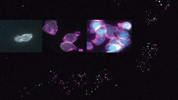 A background of colorful dots. Superimposed over the background are three images of a single cell proliferating into many cells.