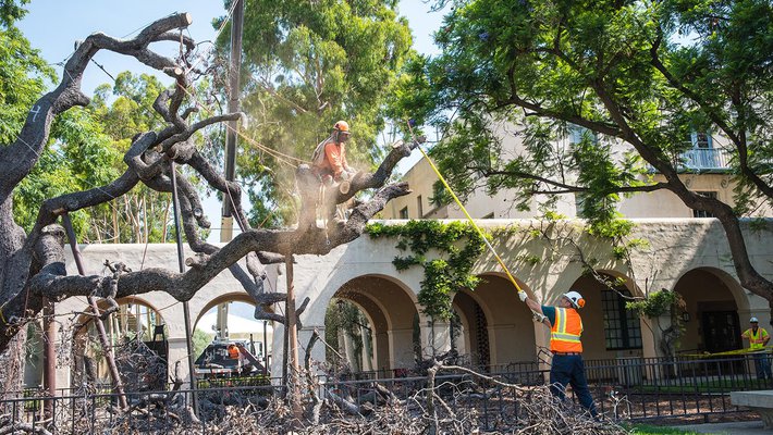 Workers salvage portions of the oak for research and other uses.