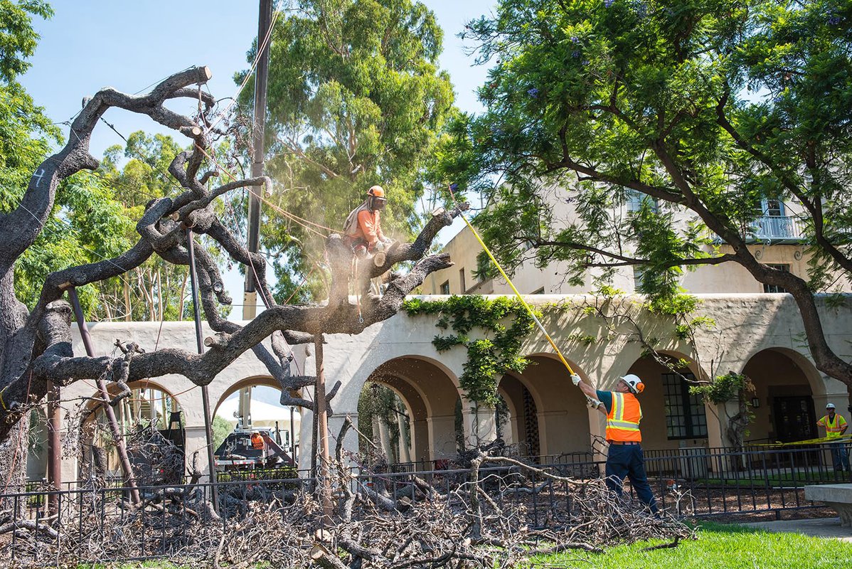 Workers salvage portions of the oak for research and other uses.