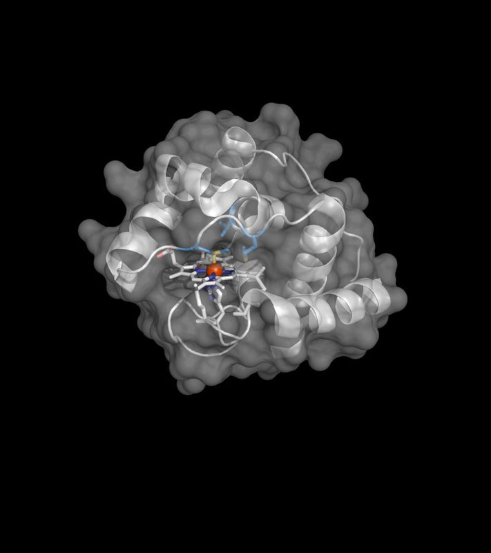 Molecular structure of enzyme for boron-carbon bonds