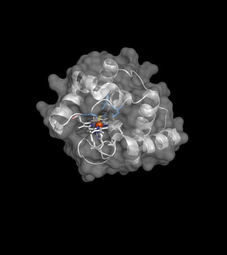 Molecular structure of enzyme for boron-carbon bonds