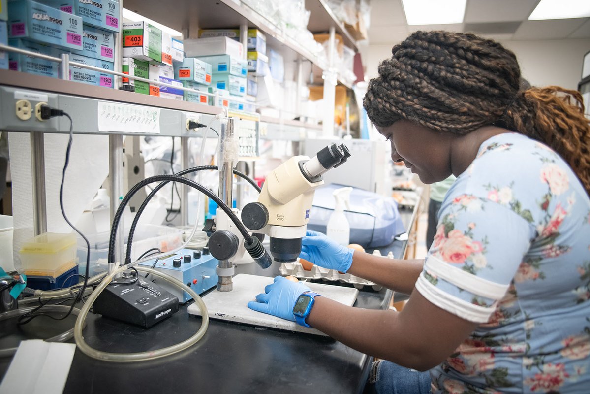 woman looks at egg under microscope