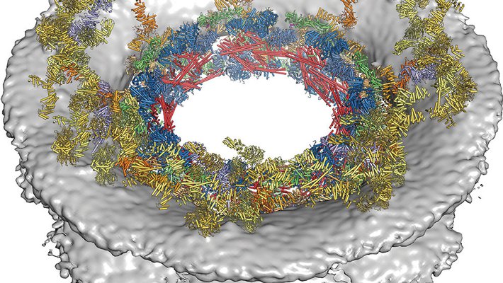 composite structure of the symmetric core of the nuclear pore complex