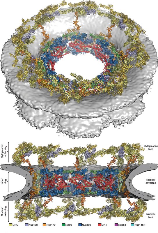 composite structure of the symmetric core of the nuclear pore complex
