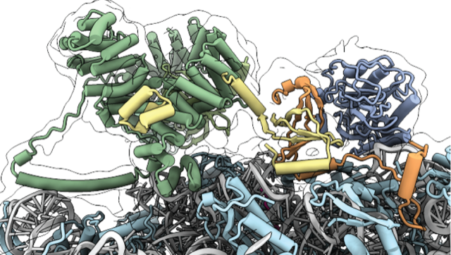 Squiggly clumps of what look like rods and wires balled up by color, representing parts of the molecular model of a multi-enzyme complex.