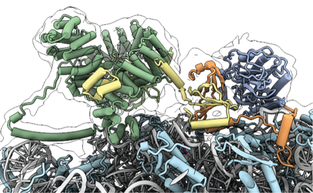Squiggly clumps of what look like rods and wires balled up by color, representing parts of the molecular model of a multi-enzyme complex.