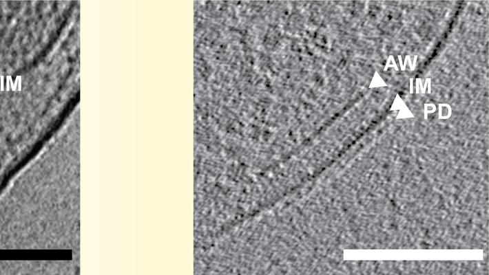 Schematic diagram of evolution of chemosensory systems