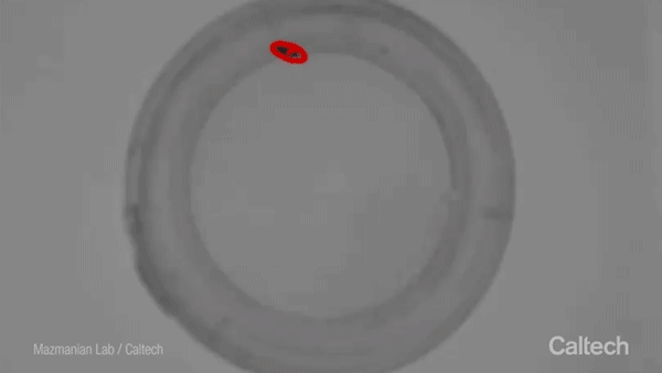 A fly walks around an arena