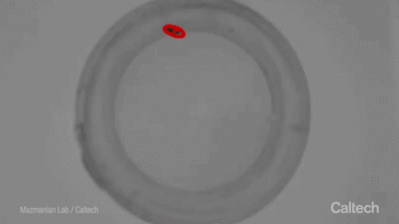 A fly walks around an arena