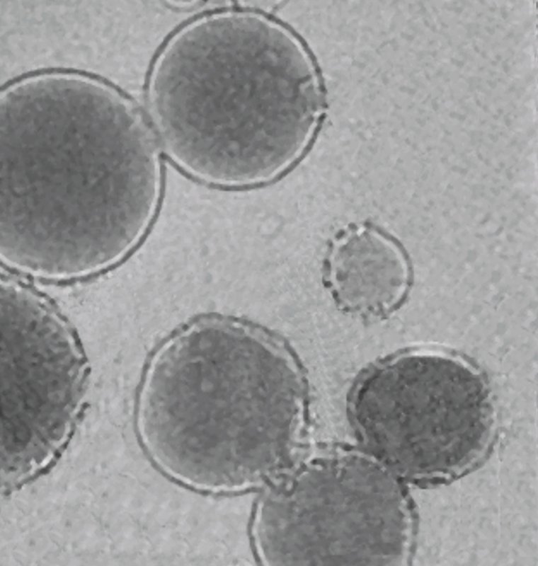 A black and white microscope image shows liposomes looking like circular cellular structures.