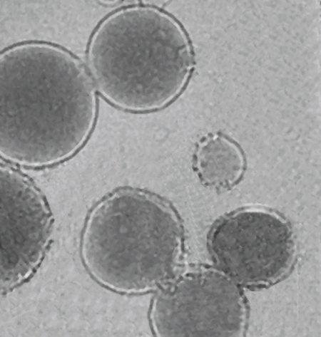 A black and white microscope image shows liposomes looking like circular cellular structures.