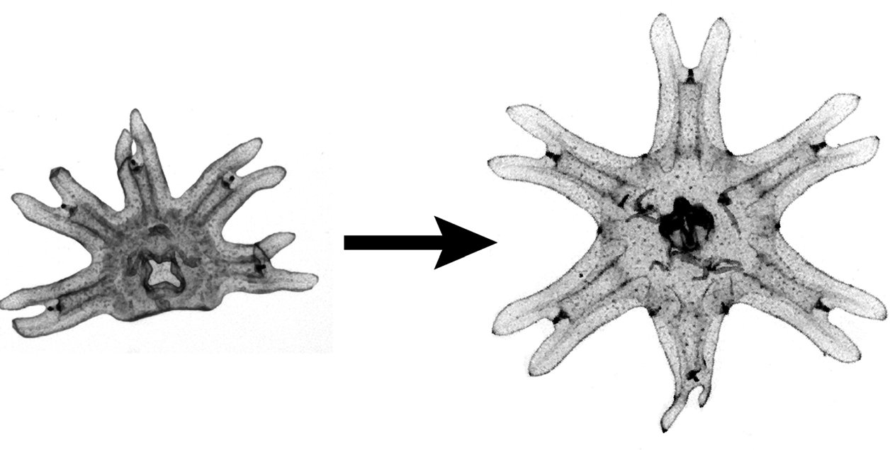 Left: a jellyfish with one of its six appendages (arms) amputated. Right: the same jellyfish has regrown the missing arm.