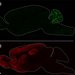 Two different parts of the mouse brain colored in red and green.