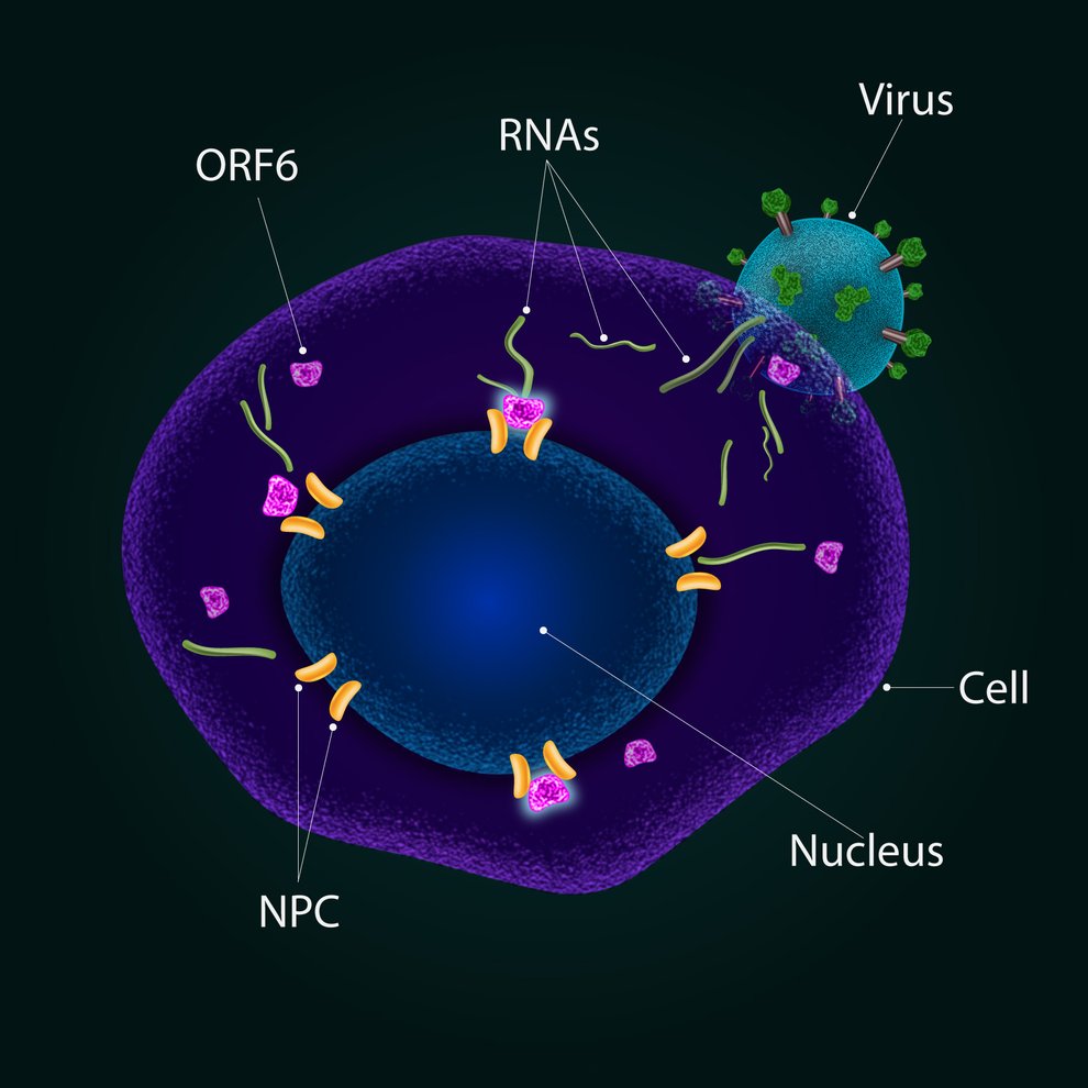 An artist's rendition of a coronavirus infecting a cell and blocking its nuclear pore complex (in yellow) with its ORF6 proteins (in pink).