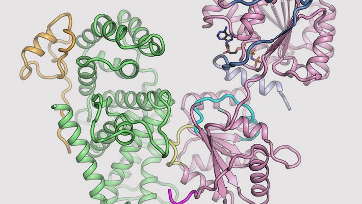 3-D structures of nuclear pore complex proteins