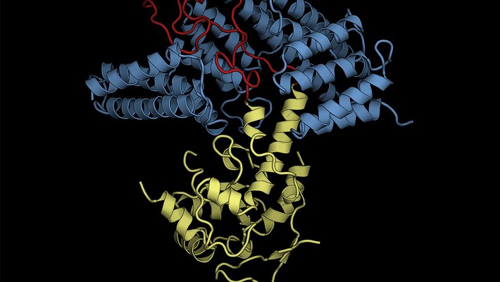 structural rendering of ribosomal protein
