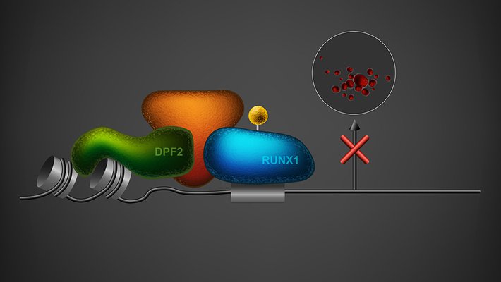 Diagram of DPF2 in cell
