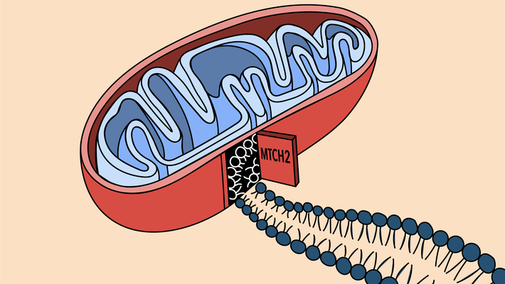 A cartoon drawing of a mitochondrion with proteins trailing from a "doorway" in its side