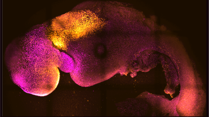 Two comma-shaped embryos with head regions in pink and spinal regions in orange