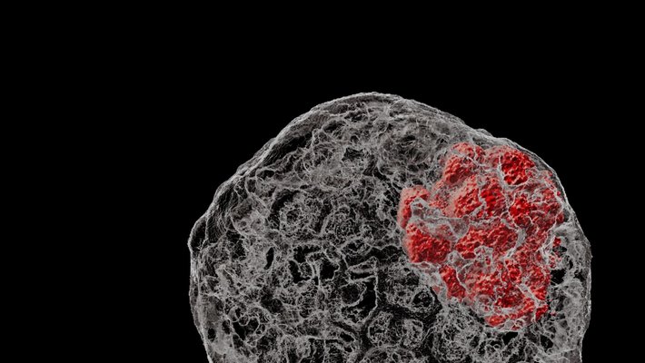 A round gray shape with a red inclusion